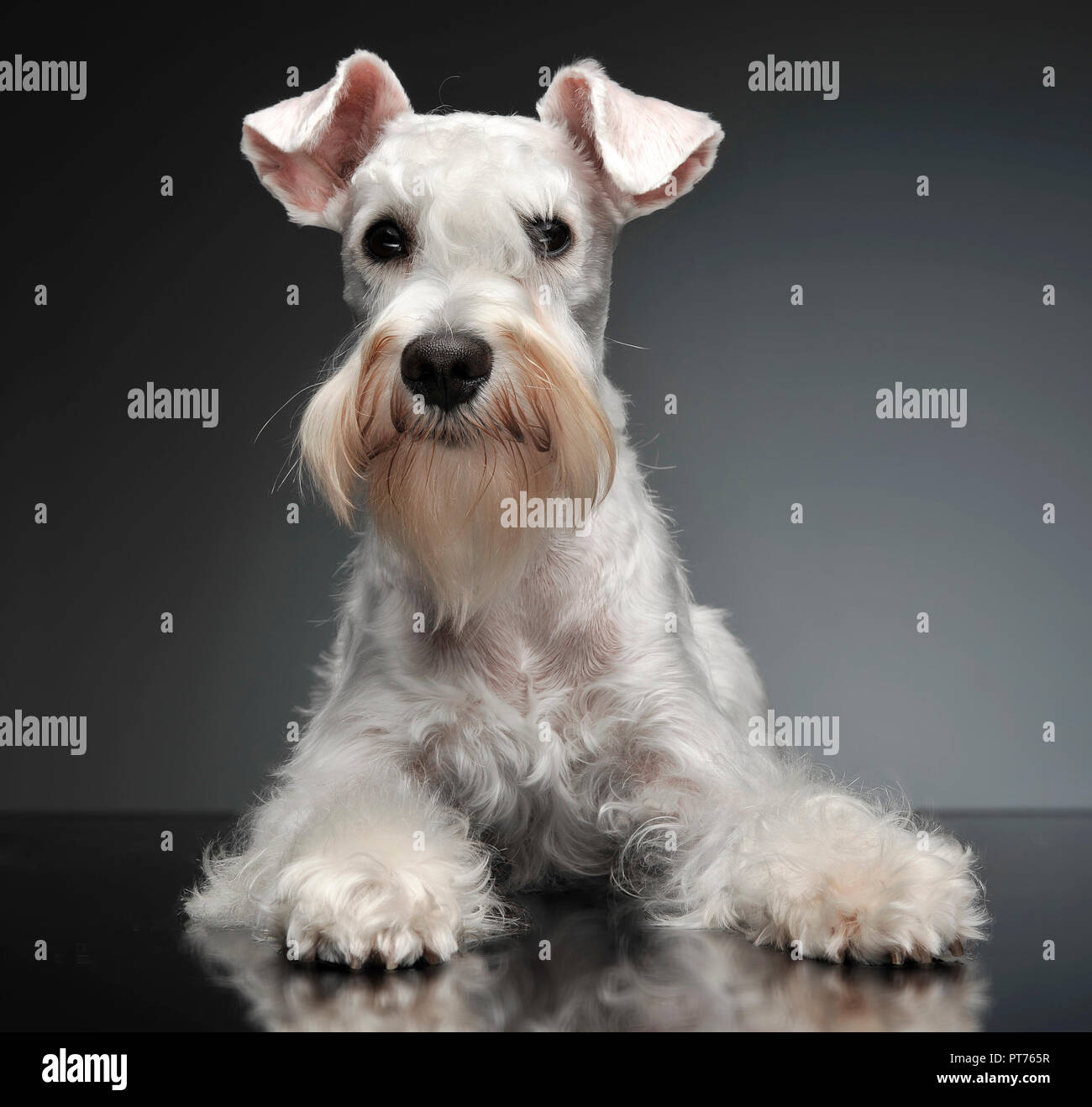 sweet white miniature schnauzer in the grey photo studio Stock Photo - Alamy