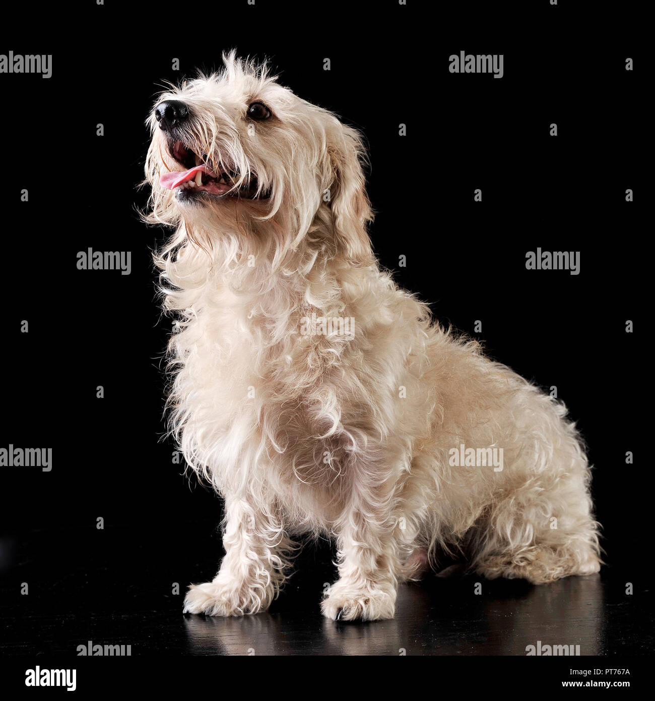 Mixed breed white dog sit in the dark photo studio Stock Photo Alamy