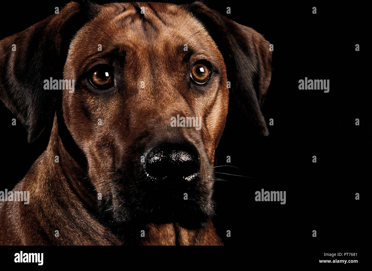 Beautiful rhodesian ridgeback in a dark photo studio Stock Photo - Alamy