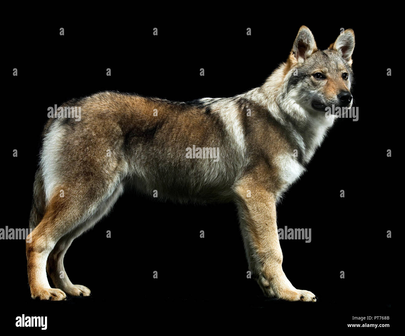 Czech wolf standard in black studio background Stock Photo