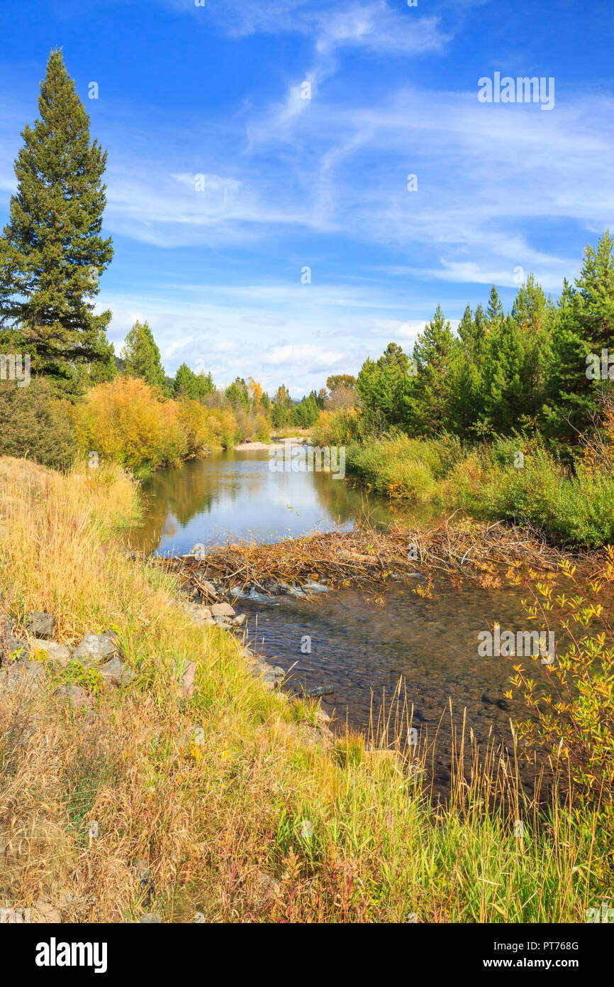 beaver dam on the upper blackfoot river near lincoln, montana Stock Photo Alamy