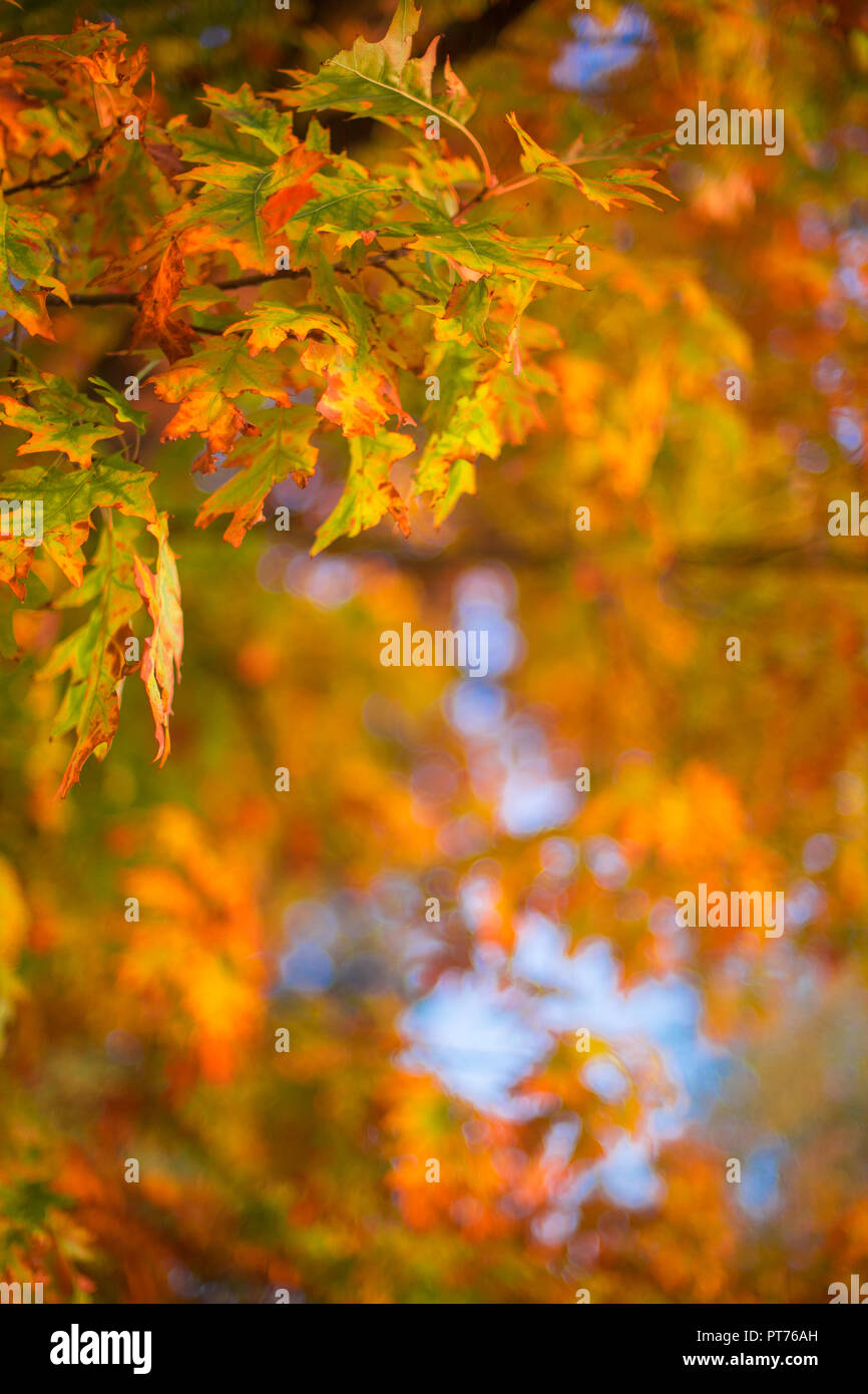 Tree seeds falling hi-res stock photography and images - Alamy