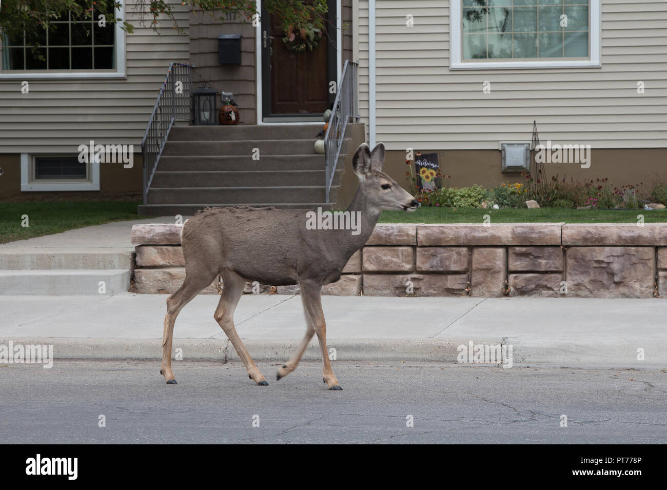 Mule deer grazing on residential lawns in Rawlins, Wyoming Stock Photo