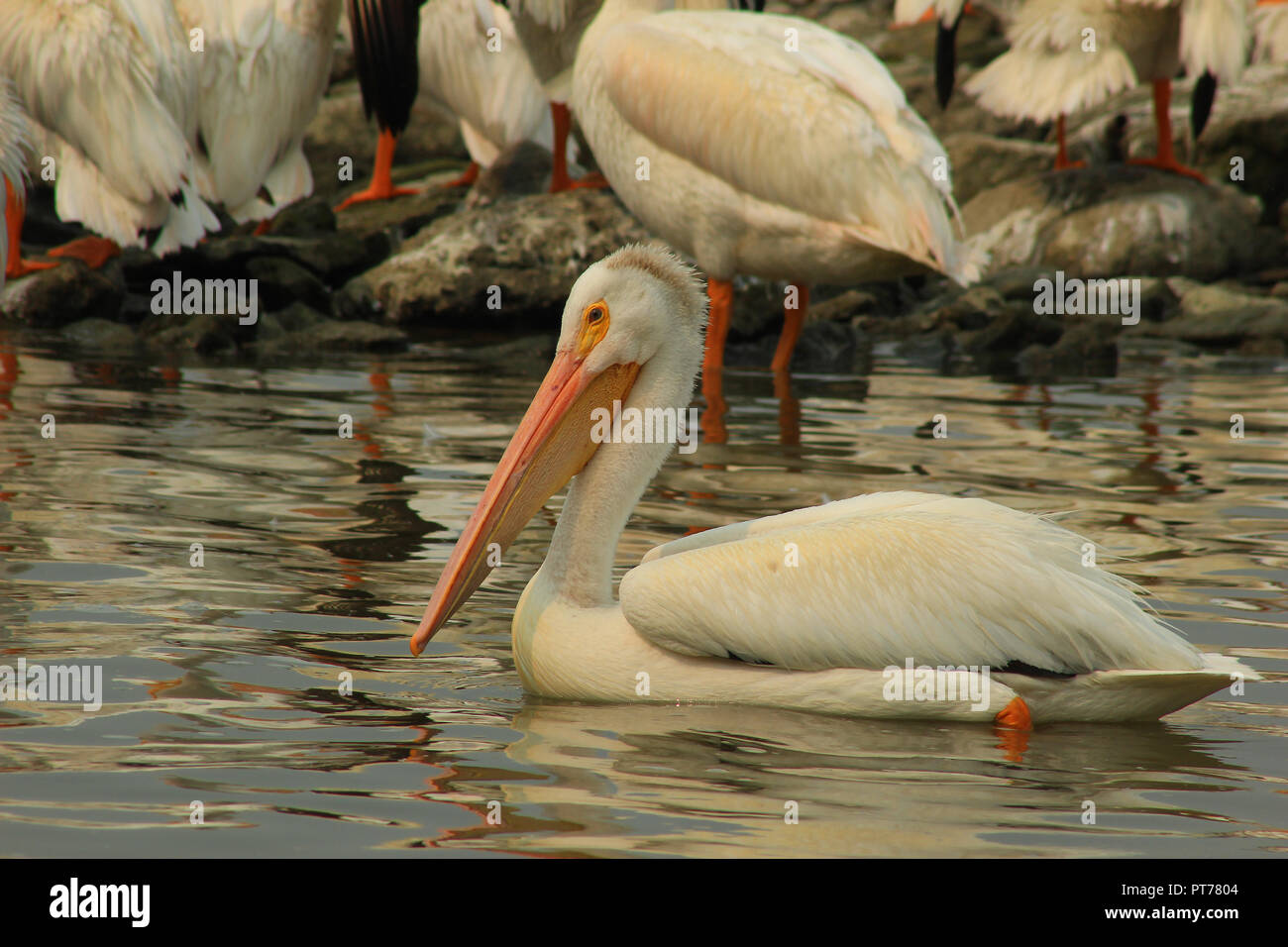 American White Pelicans on a riverbank Stock Photo