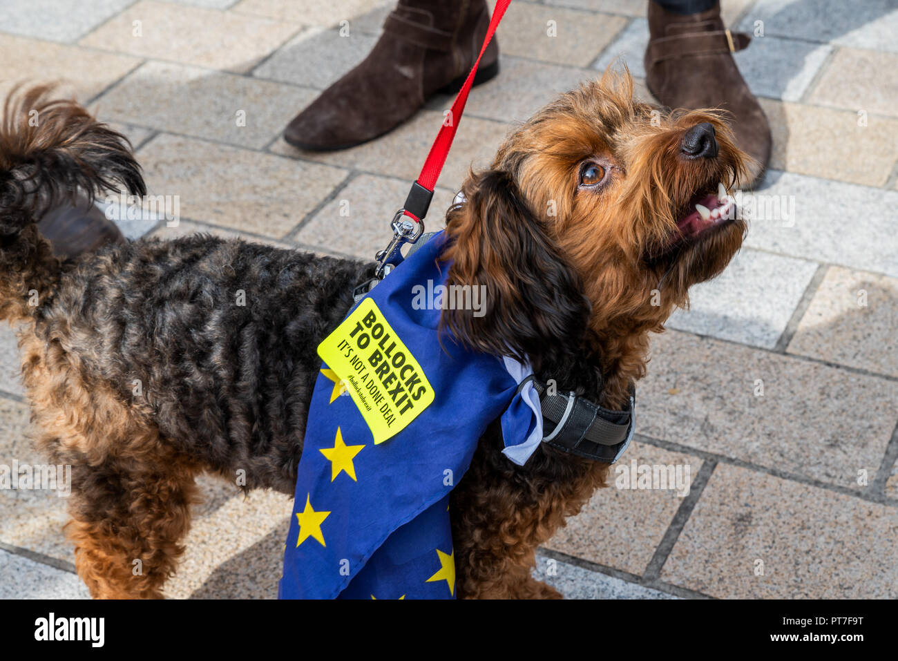 Pet passport uk hires stock photography and images Alamy