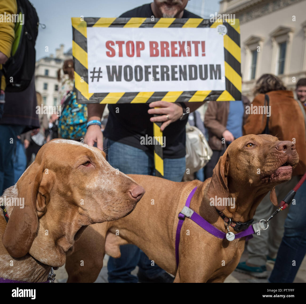 London, UK. 7th October 2018. Pro-EU 'Wooferendum” dog march. Credit: Guy Corbishley/Alamy Live News Stock Photo