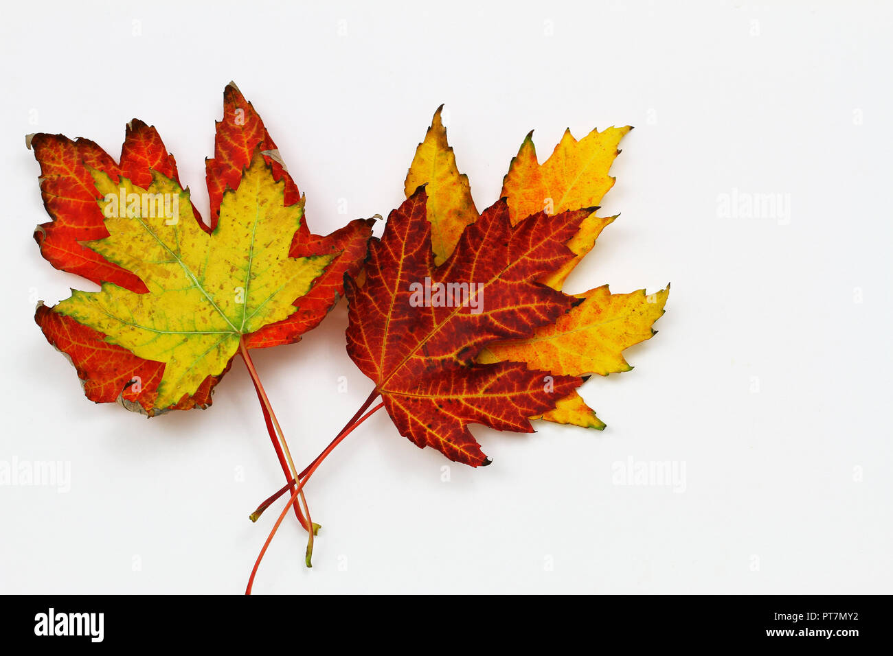 Colorful autumn maple leaves on white background with copy space Stock Photo