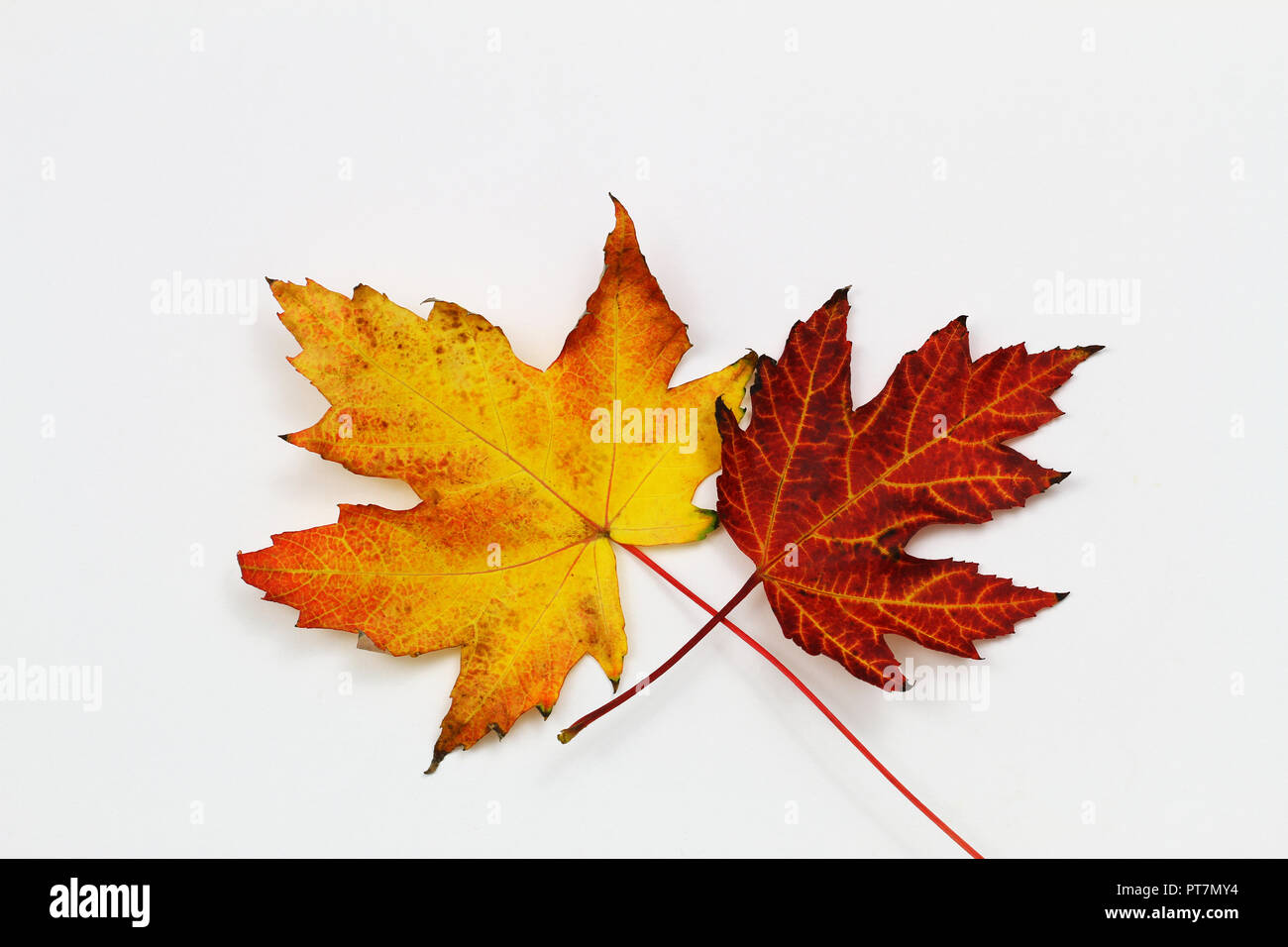 Two colorful autumn maple leaves on white background with copy space Stock Photo