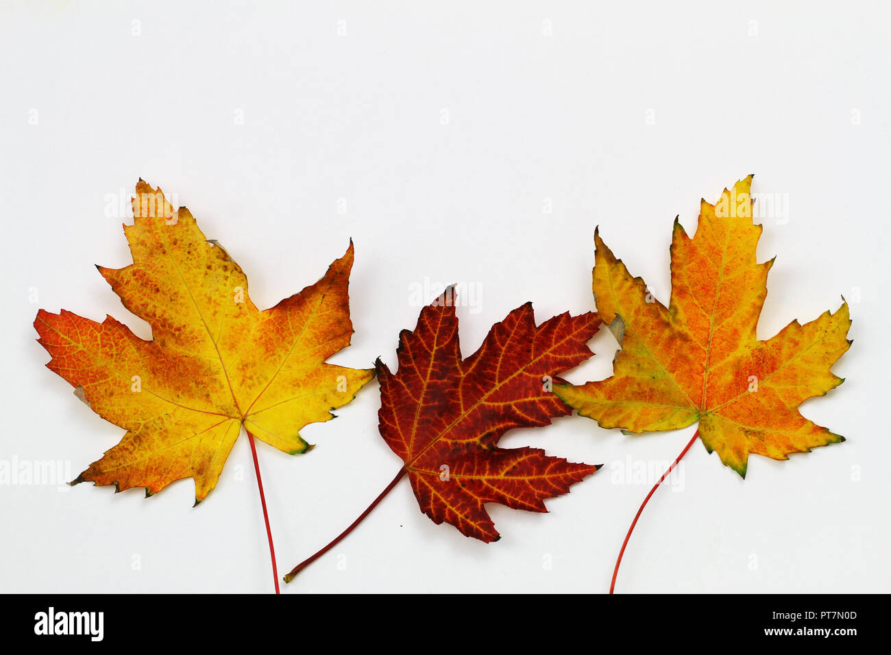Three colorful autumn maple leaves on white background with copy space ...