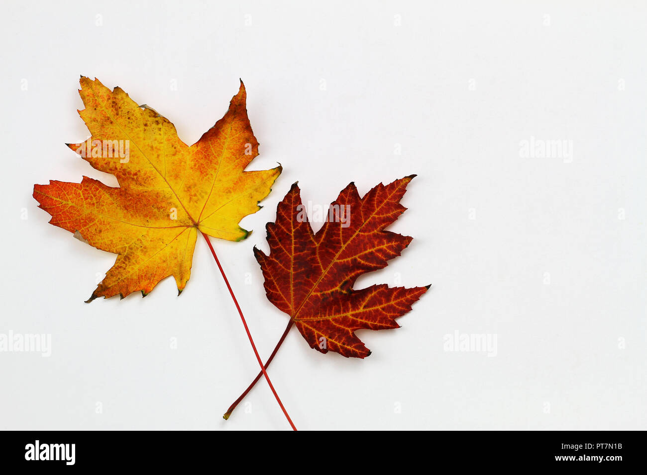 Two colorful autumn maple leaves on white surface with copy space Stock Photo