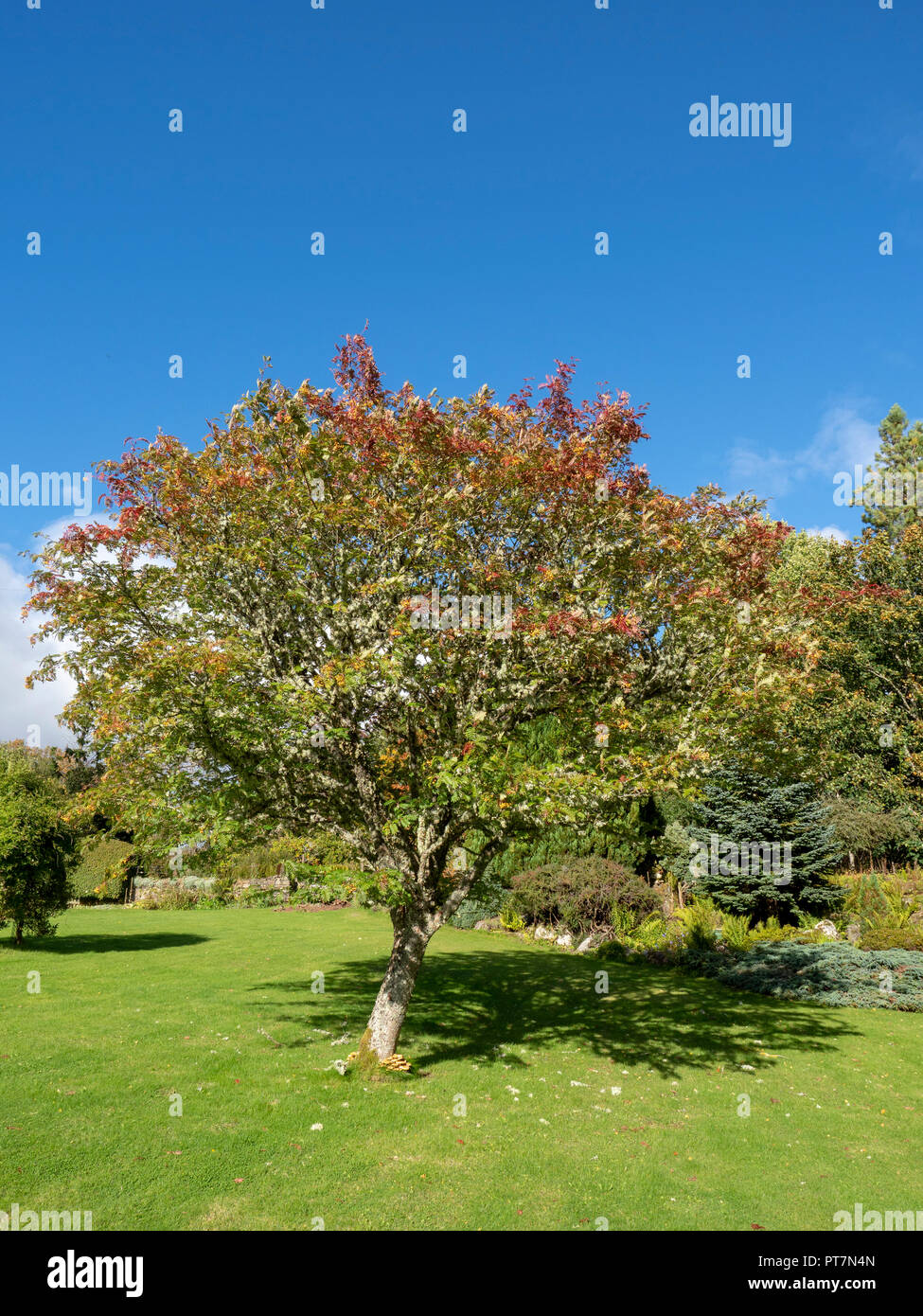 Rowan Tree in Autumn, Scotland, UK Stock Photo
