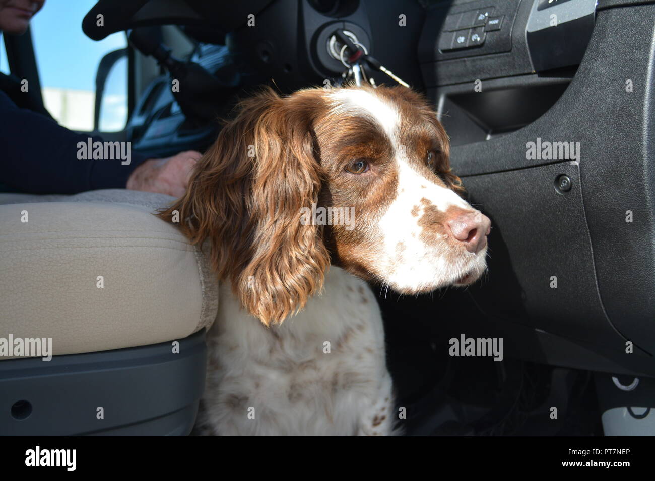 Close up of liver and white English springer spaniel sitting in the footwell of a motorhome looking away re pets sitting obedience Stock Photo