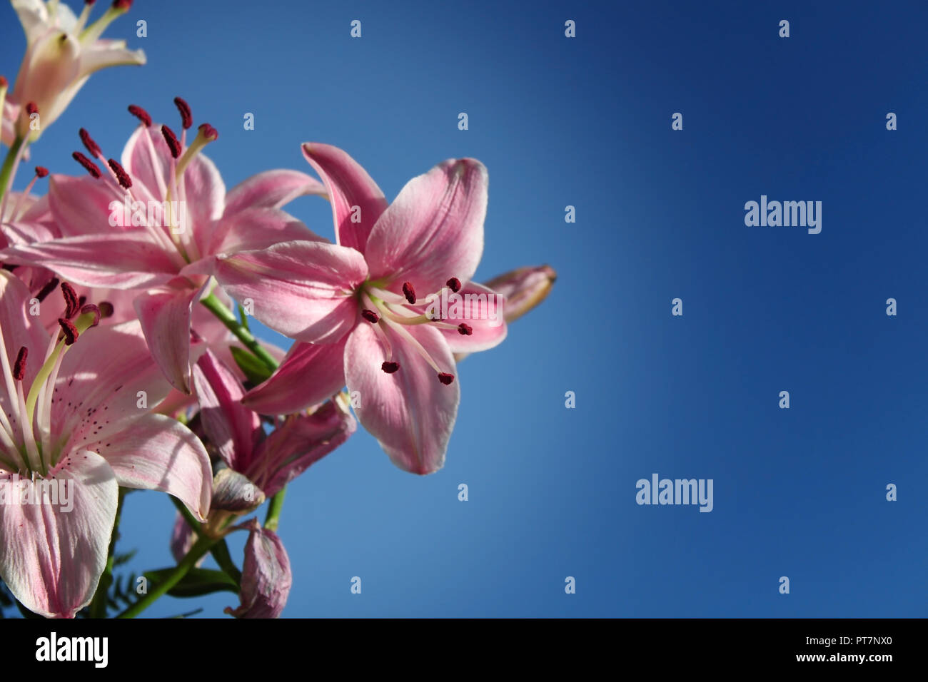 Symbolizing innocence hires stock photography and images Alamy