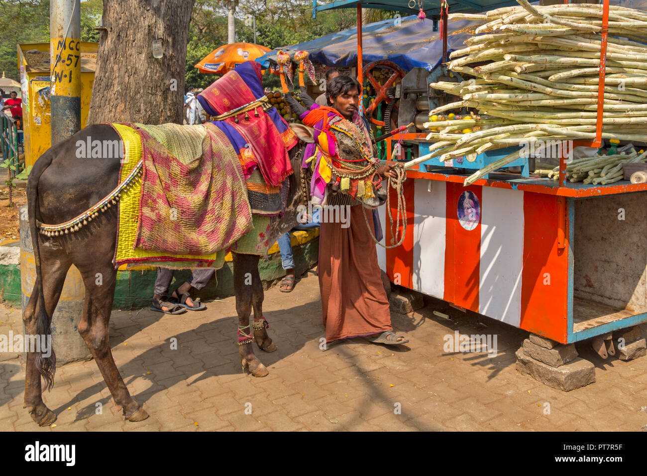 DECORATED BULL AND OWNER AT A SUGAR CANE STALL INDIA Stock Photo