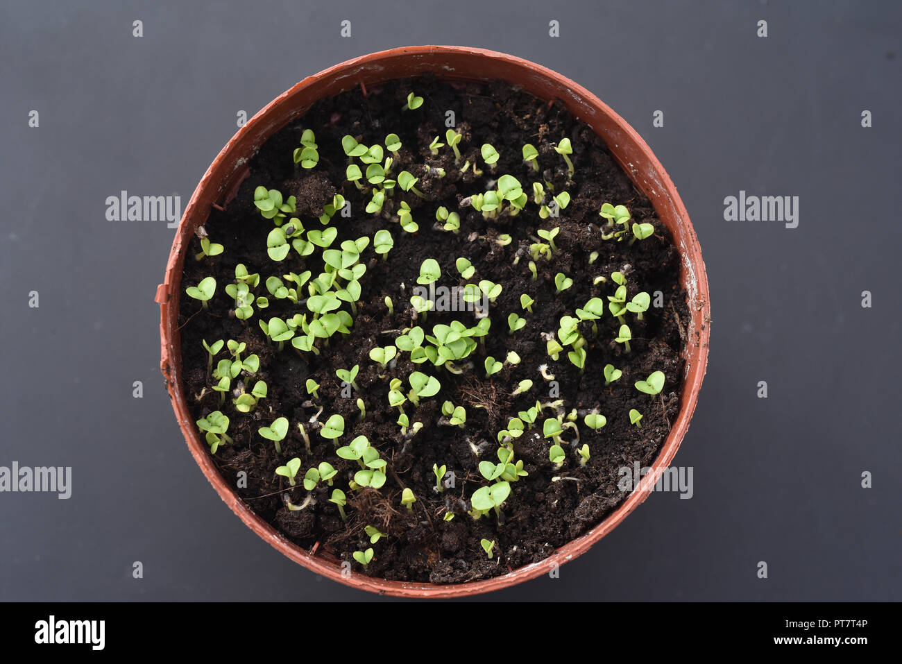 Basilikum, Ocimum, basilicum, Heilpflanze, Kraeuter, Anzucht Stock Photo