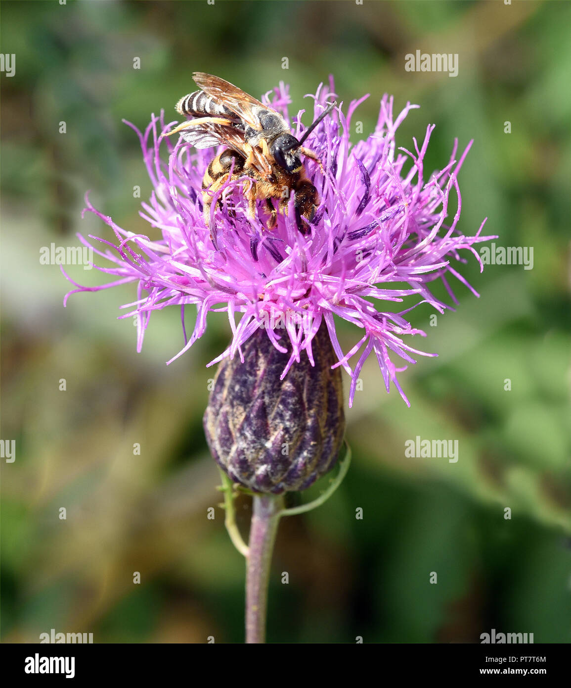 Faerberscharte, Serratula, tinctoria, Faerberpflanze, Heilpflanze Stock Photo