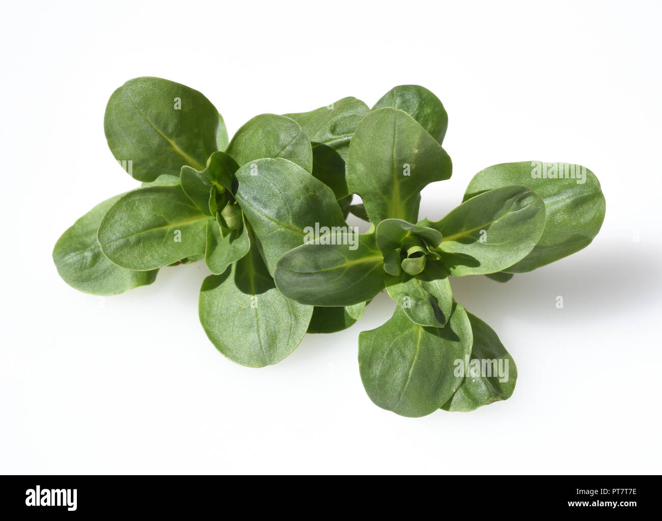 Feldsalat, Valerianella, locusta Stock Photo - Alamy