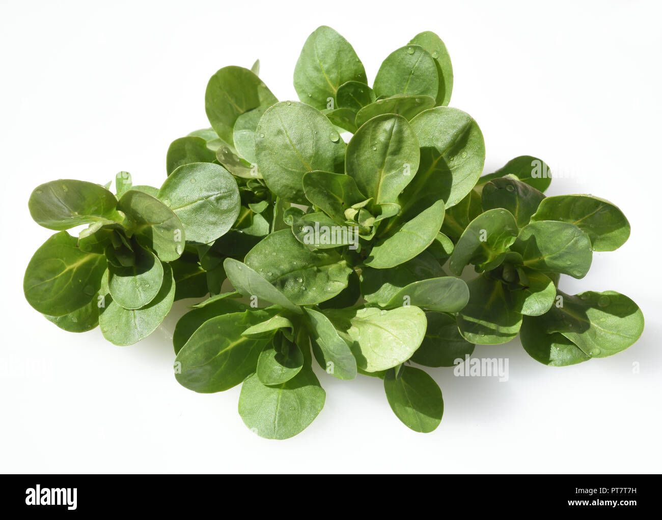 Feldsalat hi-res stock photography and images - Alamy