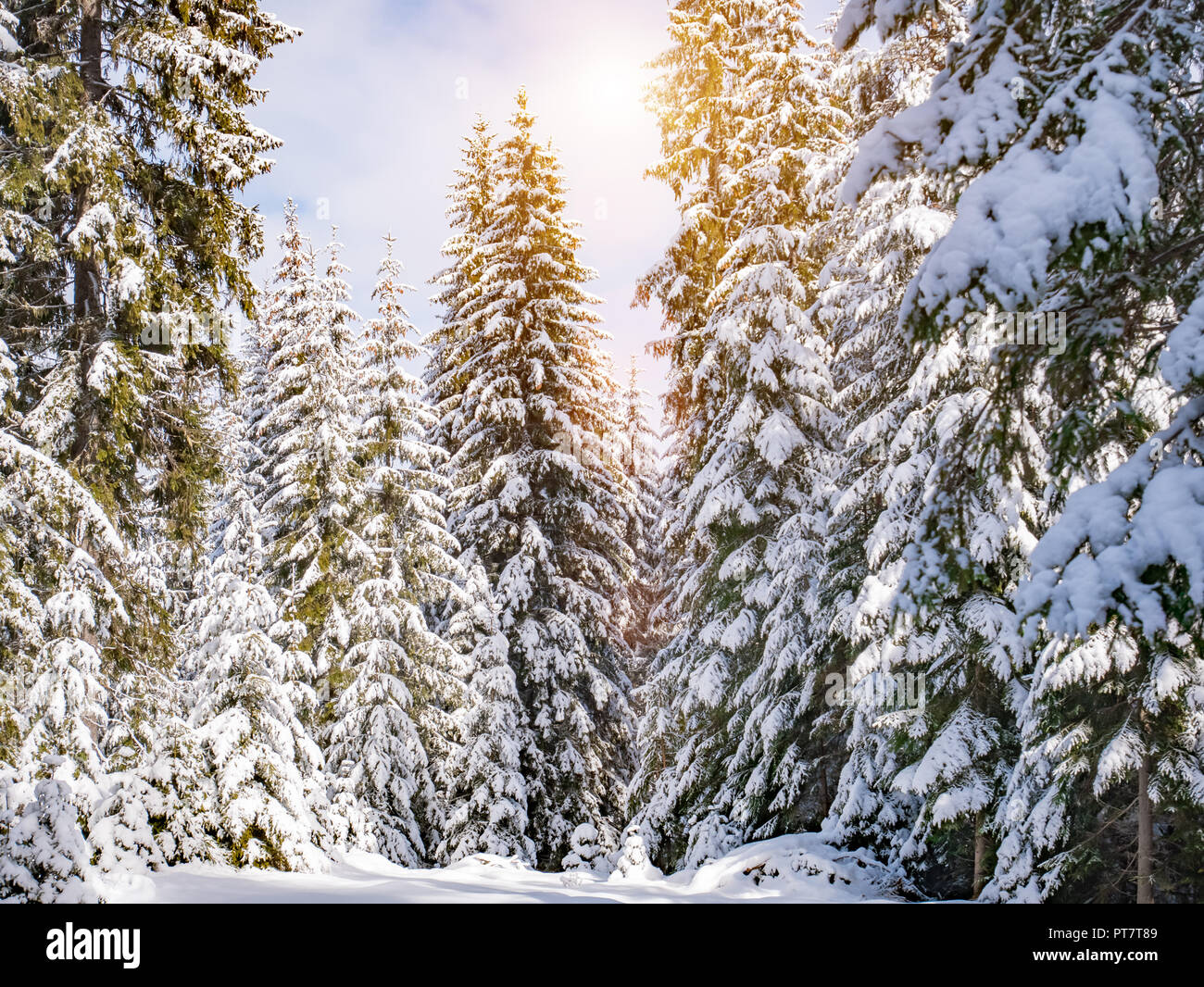 Winter pine forest hi-res stock photography and images - Alamy
