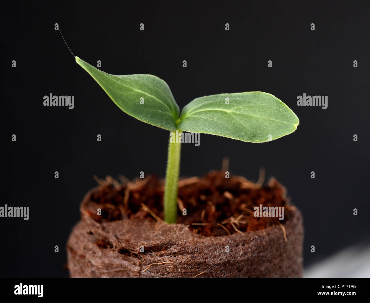 Gurkensproessling, Sproessling, Gurken, Cumumis, sativus Stock Photo