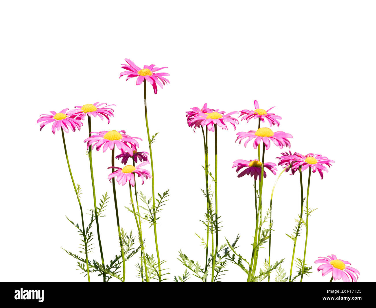 Pink daisy flowers isolated on white background Stock Photo