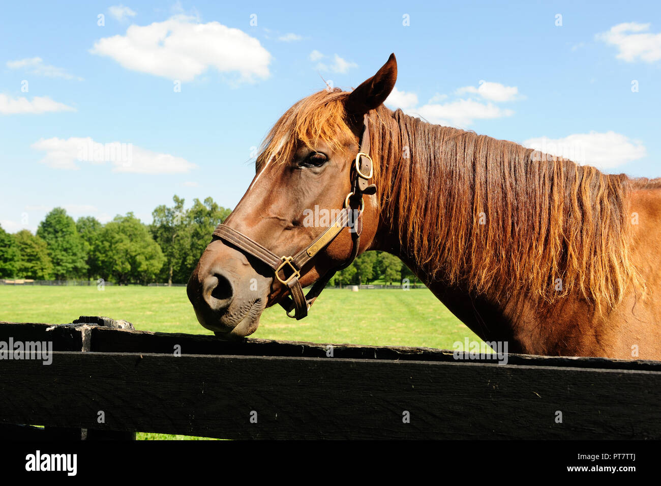 Thoroughbred Horse in Lexington Kentuuck the Horse Capital of the World