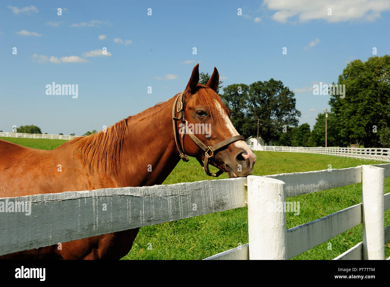 Thoroughbred Horse in Lexington Kentuuck the Horse Capital of the World