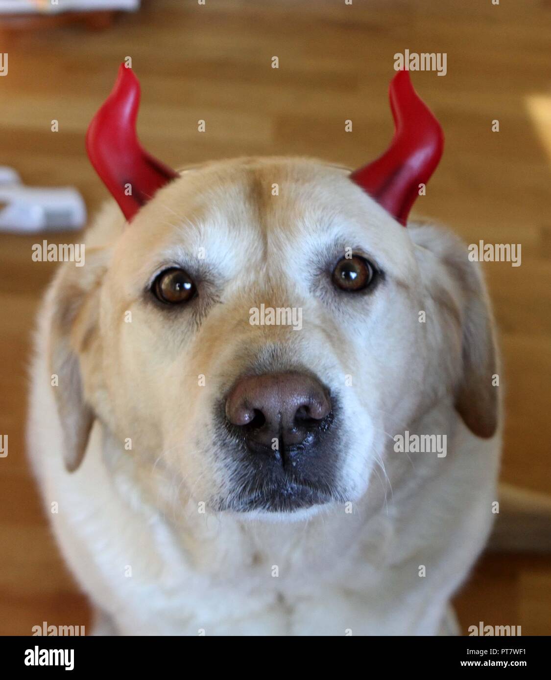 Labrador wearing horns for Halloween Stock Photo