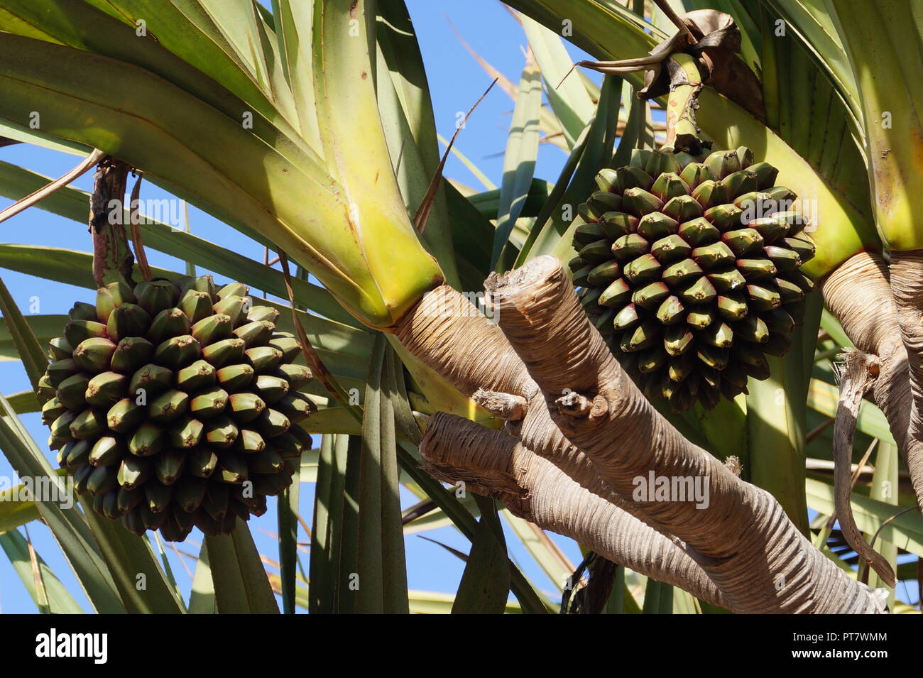 Pandanus utilis palmtree with fruits Stock Photo Alamy
