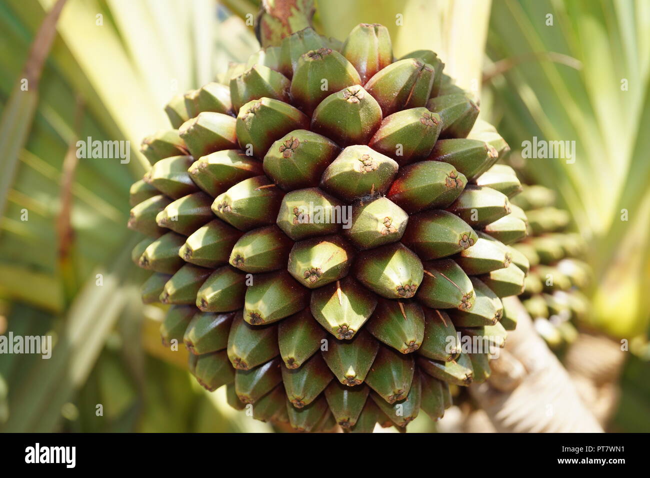 Pandanus utilis palmtree with fruits Stock Photo Alamy