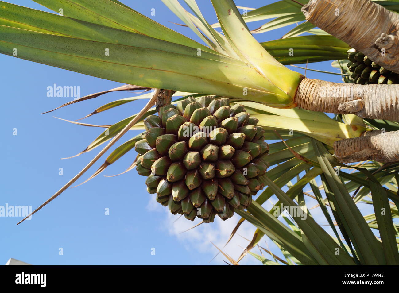 Pandanus utilis palmtree with fruits Stock Photo Alamy
