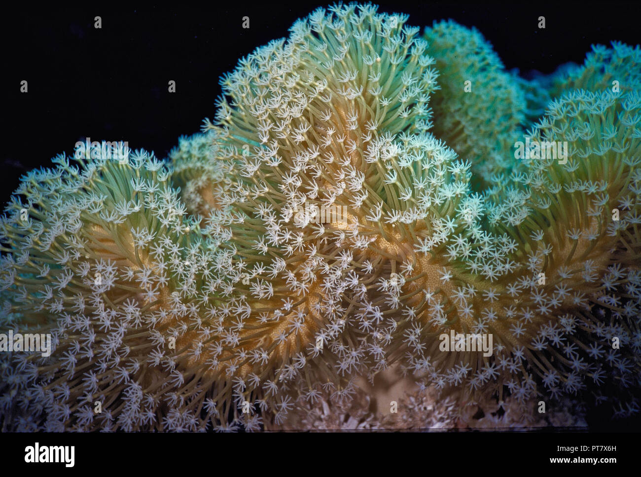 This soft leather coral (Sarcophyton elegans: diameter 30 cms.) is found commonly on reefs in the Indo-Pacific region. Attached to the substrate by a short thick stalk, its 'mushroom-shaped' top - called a capitulum - extends into the water column in a series of folds. When resting, the polyps are retracted, giving the colony a smooth appearance. The leathery base contains toxins, which discourages potential predators from eating it. In a current, the colony's many eight-tentacled polyps are extended fully (as in this instance) in order to catch passing zooplankton. Hurghada, Egyptian Red Sea. Stock Photo