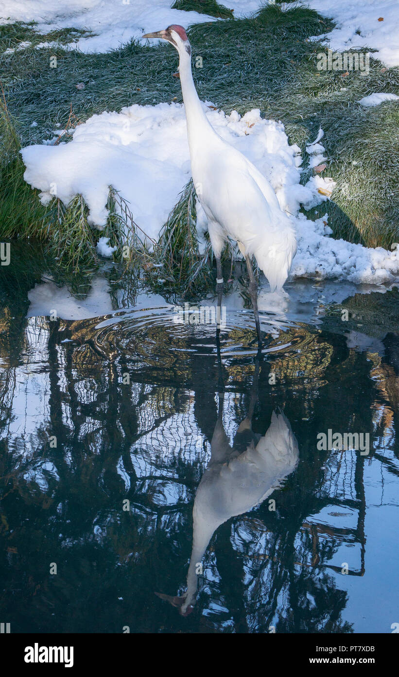 Whooping crane Calgary Alberta Canada Stock Photo