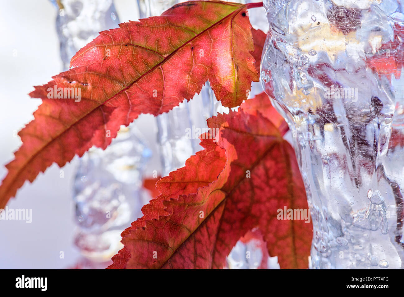 Close-up of an autumn leaves and icicles from the acer negundo tree. Also known as box elder, boxelder maple, ash-leaved maple, and maple ash Stock Photo