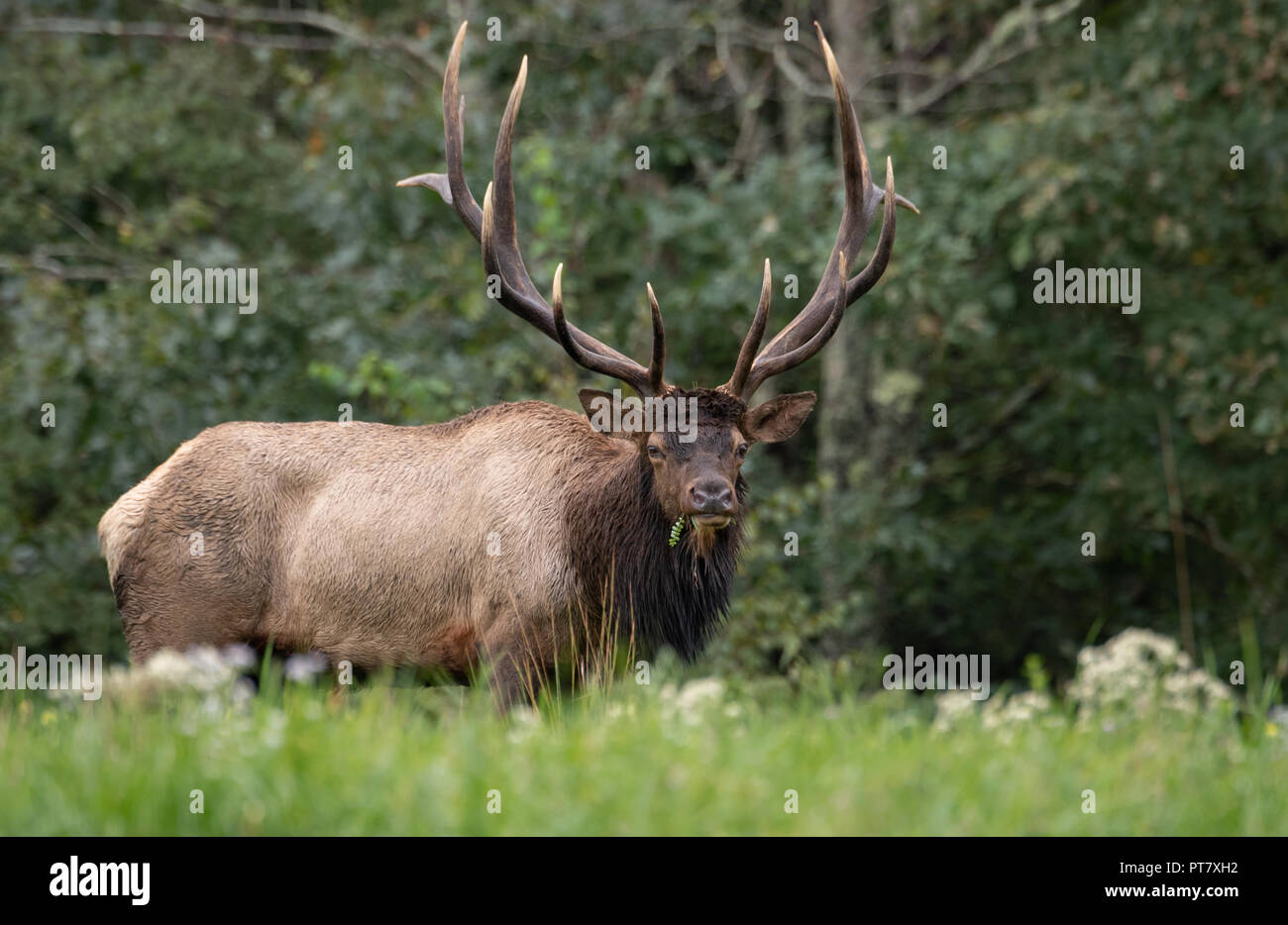 Wild Bull Elk During the Rut Season Stock Photo - Alamy