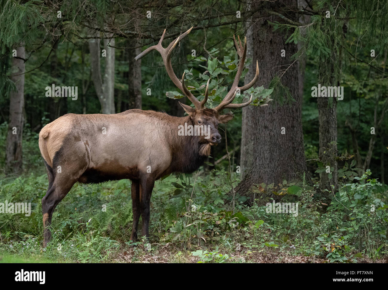 Wild Bull Elk During the Rut Season Stock Photo - Alamy