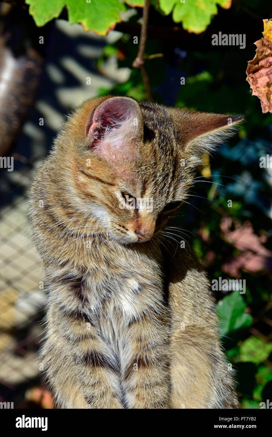 Close-up view on a striped, grey tabby kitten upright sitting in bright sunlight and bowing its head Stock Photo