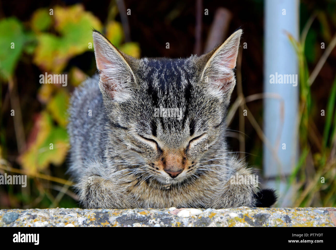 Frontal View Portrait Of A Dark Grey Tabby Kitten With Brown Nose