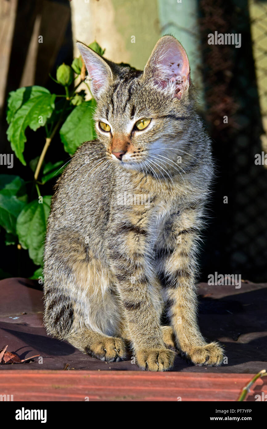 Close-up view on a striped, grey tabby kitten sitting upright in the bright, warm sunlight on a brown tabletop, staring sideways Stock Photo