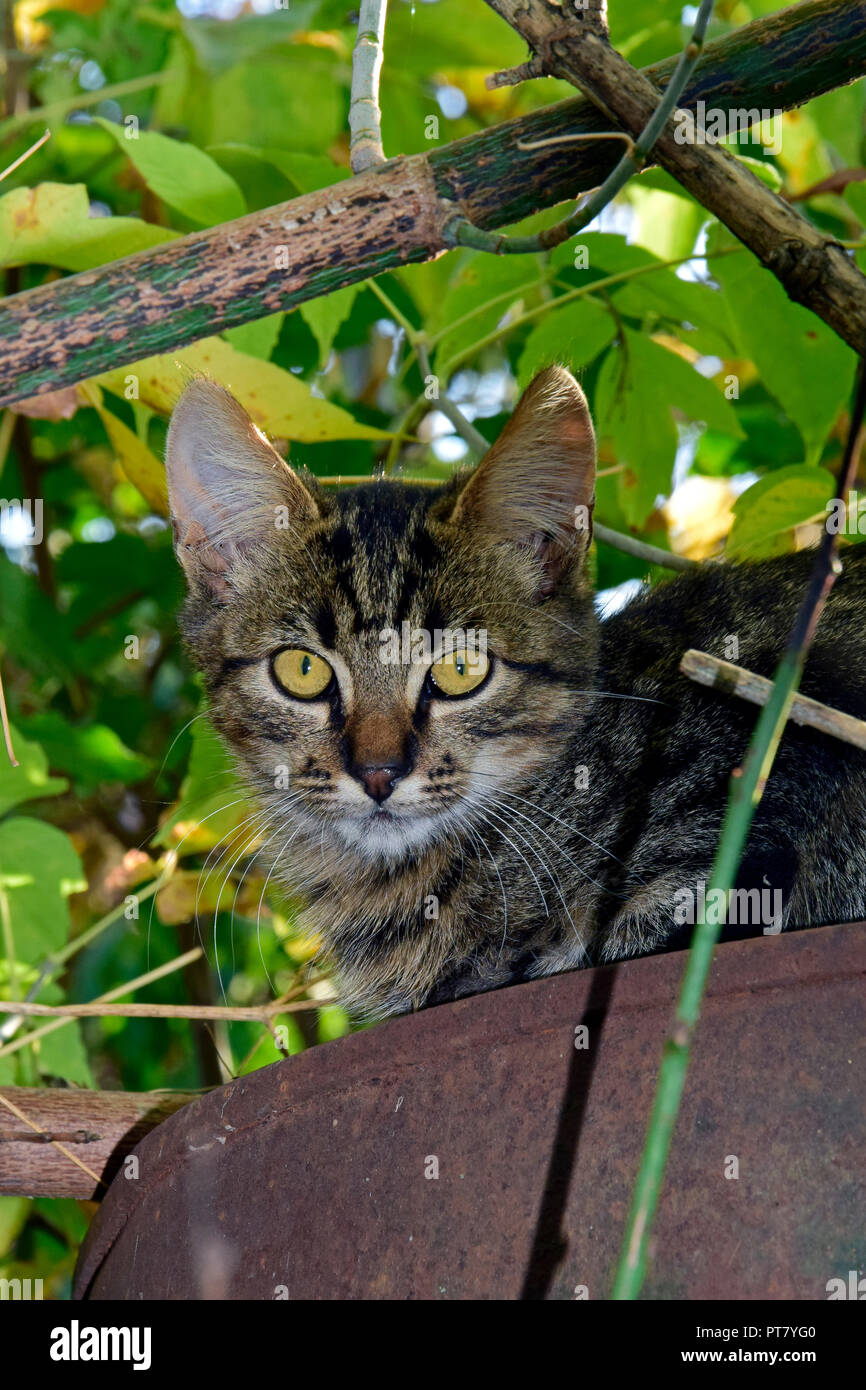 Frontal portrait of a striped grey tabby kitten, laying on a rusty metallic drum under green canopy, staring forward Stock Photo