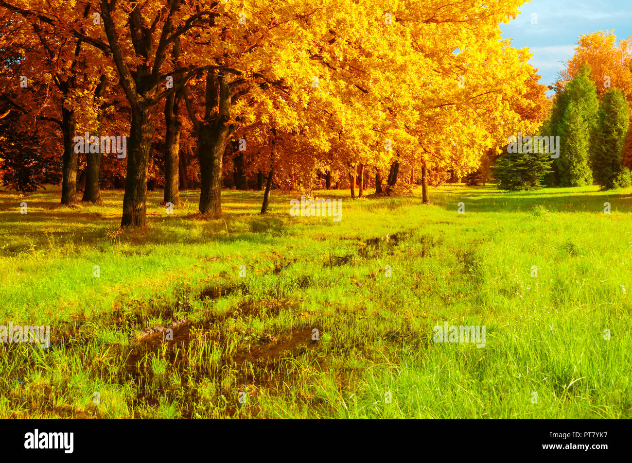 Autumn landscape. Golden park trees and flooded lawn in the autumn park in  sunny weather. Colorful autumn nature scene Stock Photo - Alamy