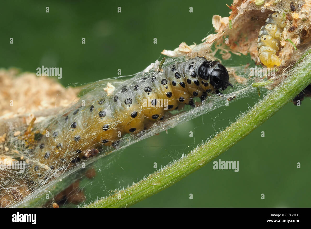 Parsnip Moth caterpillar (Depressaria radiella) on umbellifer plant. Tipperary, Ireland Stock Photo