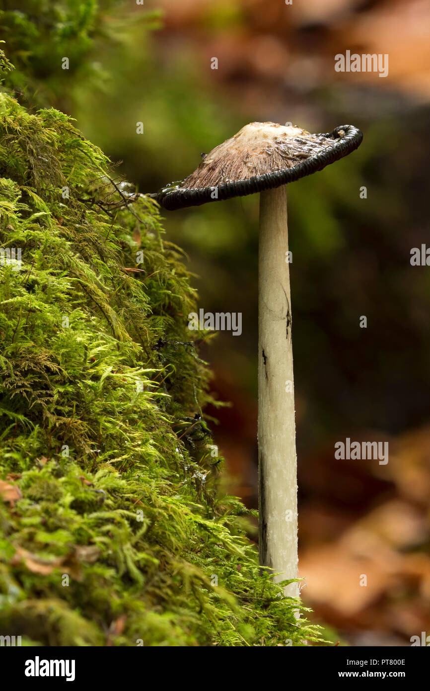 Shaggy Inkcap mushroom (Coprinus comatus) in advanced stage. Tipperary, Ireland Stock Photo