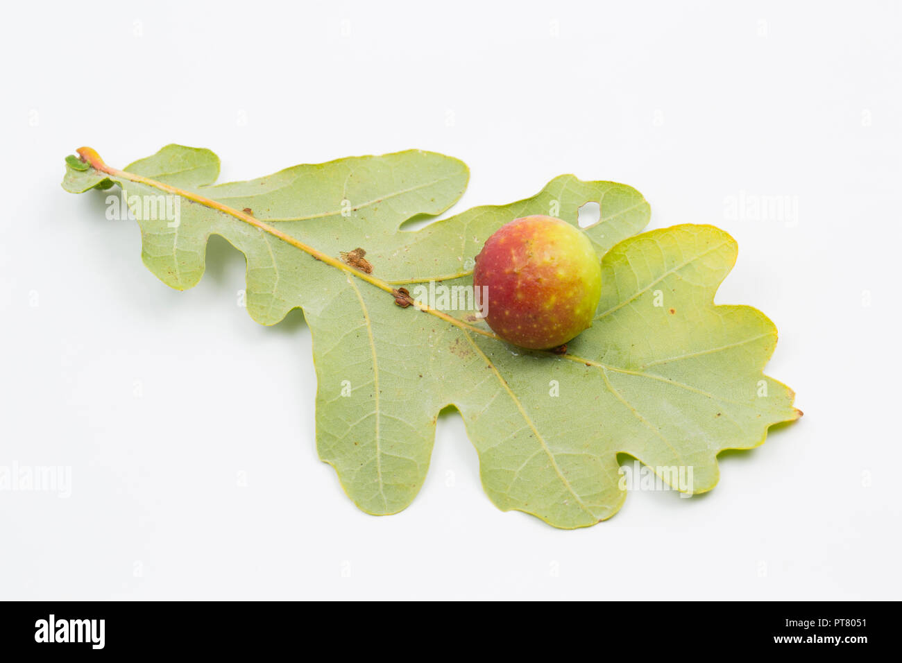 A Cherry gall, caused by the gall wasp Cynips quercusfolii, growing on the leaf of a common oak, Quercus robur. Studio picture on a white background.  Stock Photo