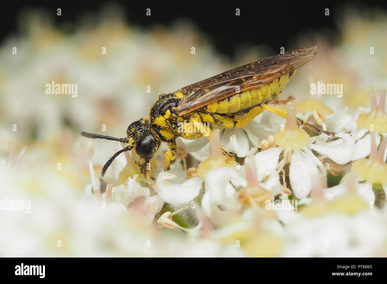 Tenthredo sp Sawfly feeding on umbellifer. Tipperary, Ireland Stock Photo