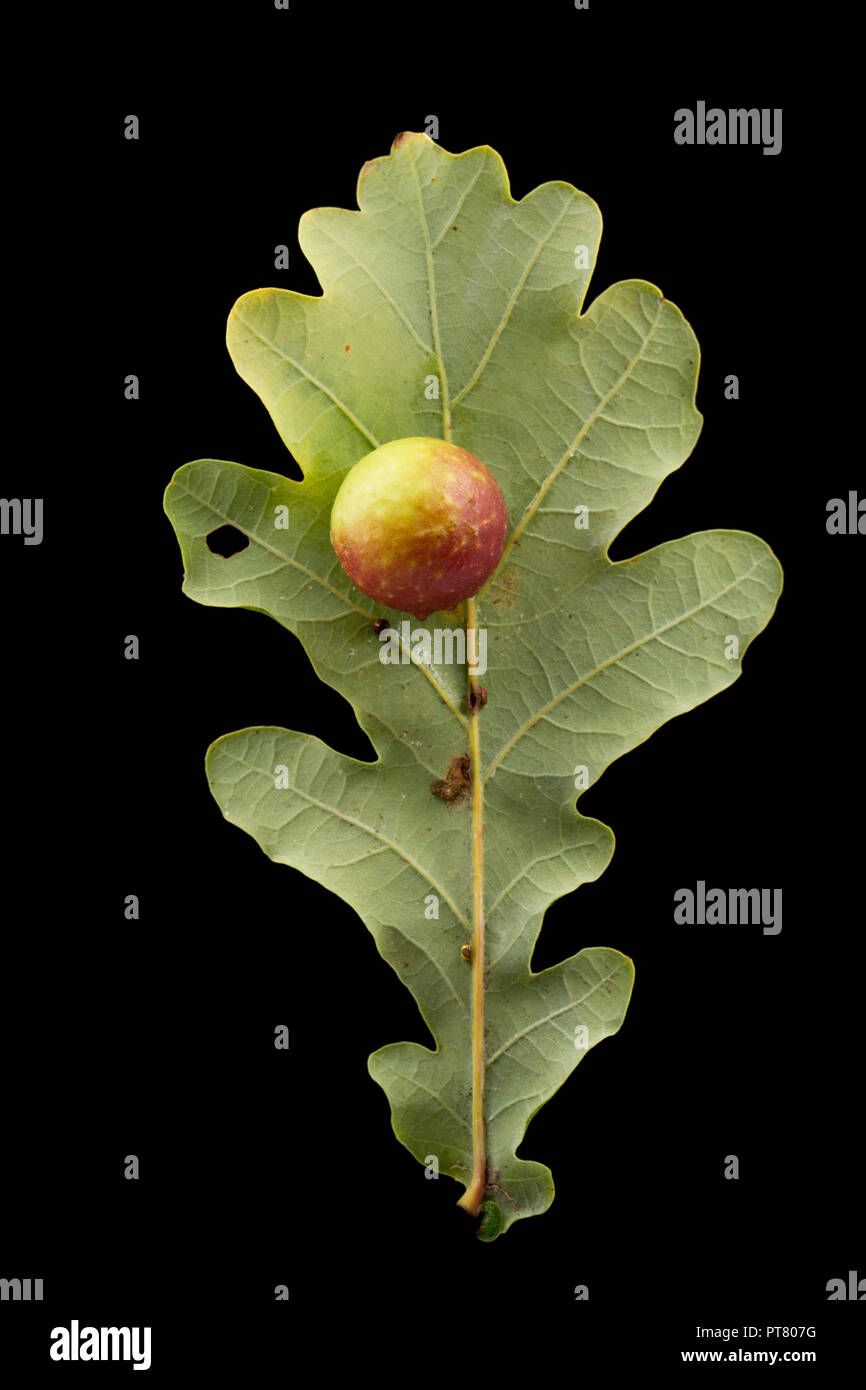 A Cherry gall, caused by the gall wasp Cynips quercusfolii, growing on the leaf of a common oak, Quercus robur. Studio picture on a black background.  Stock Photo