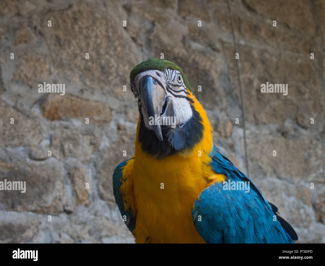 Image showcasing Parrot macaw in its cage Stock Photo - Alamy