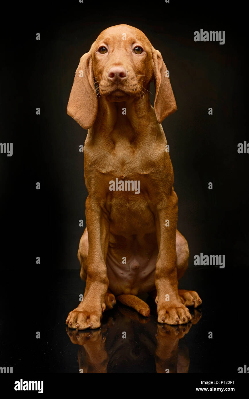 Very cute puppy hungarian Vizsla in the dark studio Stock Photo - Alamy