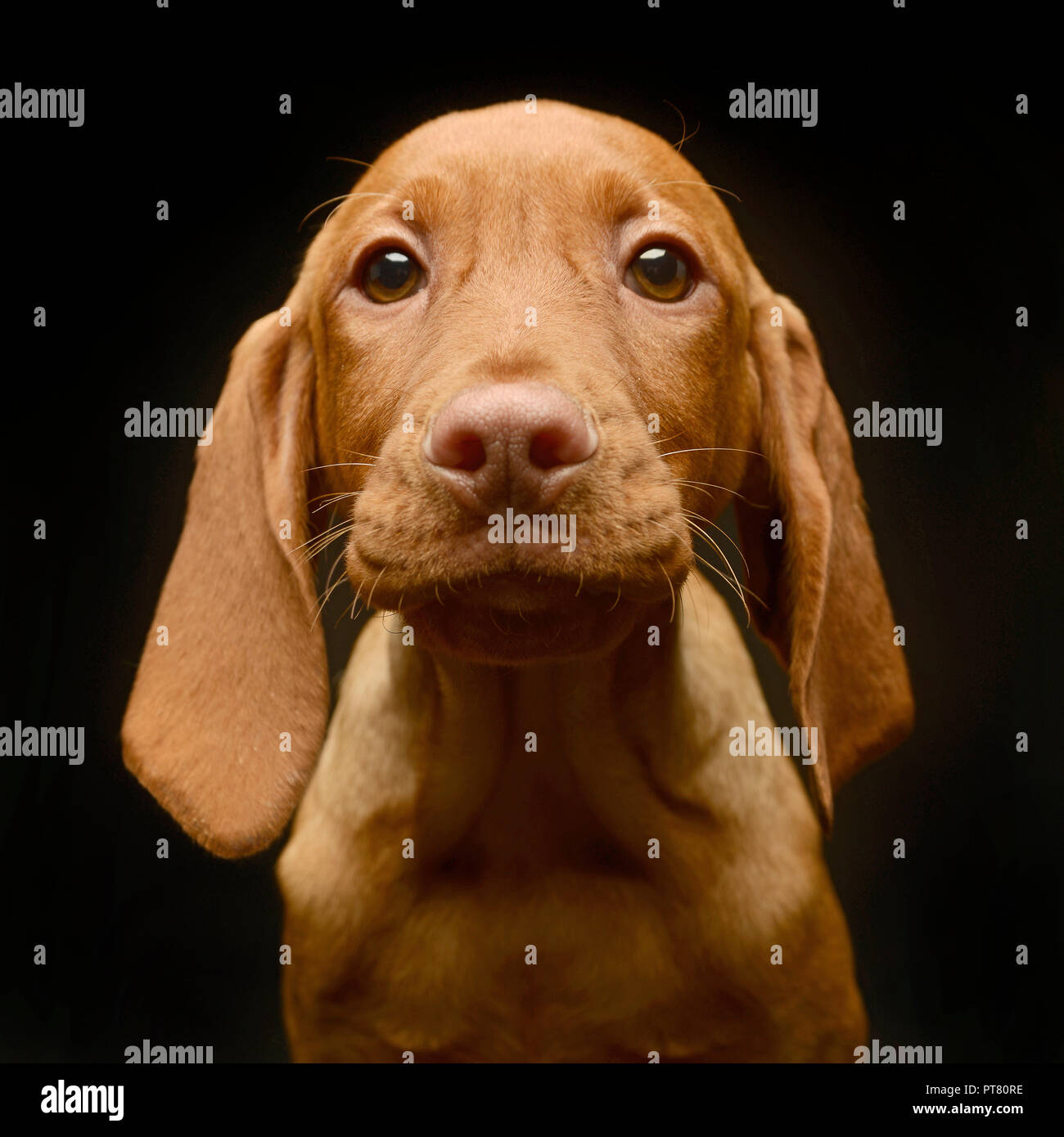 Very cute puppy hungarian Vizsla in the dark studio Stock Photo