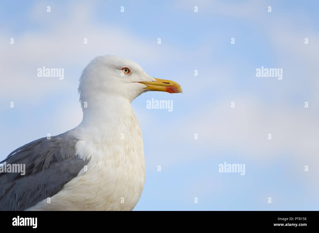 Seagulls profile close up against a blue sky. Stock Photo